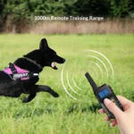 dog training collar (6)