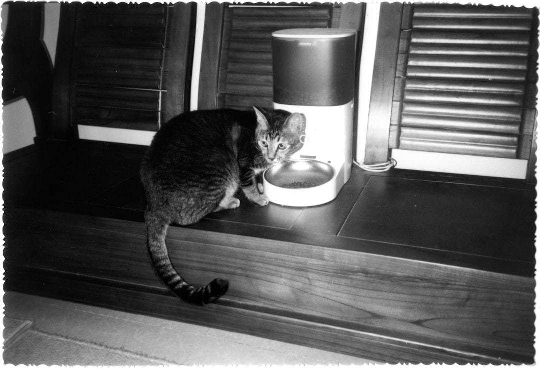 Battery vs Plug-In Pet Feeders: What the Market Prefers