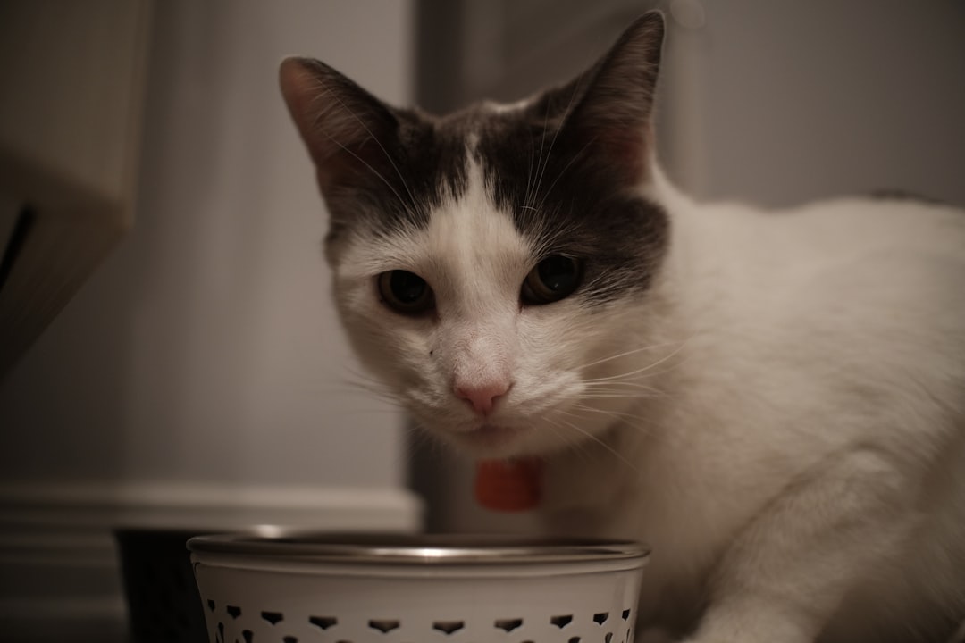 How to Create a Pet Feeding Product Line with OEM Manufacturing