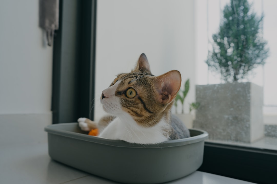 Automatic Litter Box Accessories and Replacement Parts: A Hidden Revenue Stream