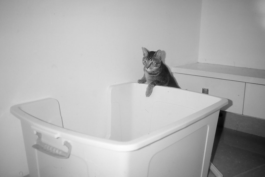 The Cat Litter Box Market in 2026: Trends, Growth and Opportunities