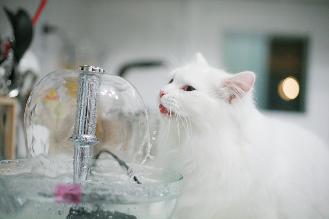 How to Choose a Smart Cat Water Fountain for Your Retail Store