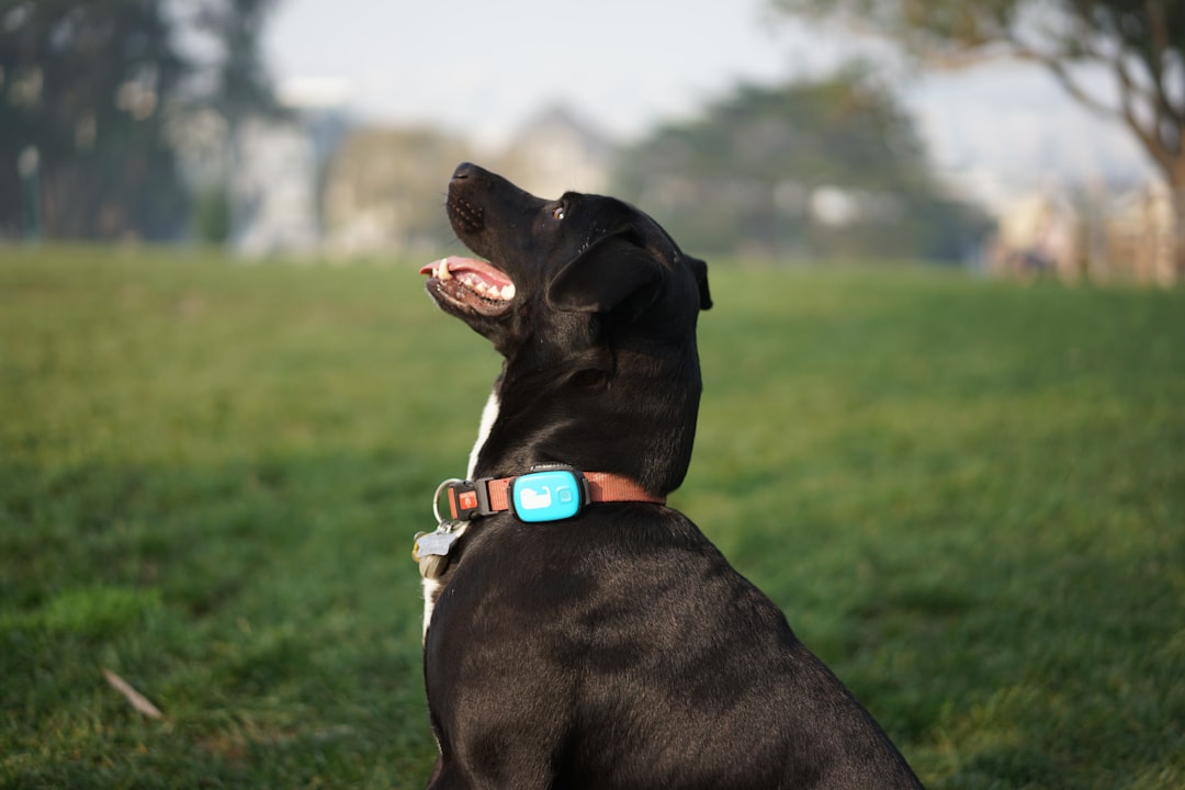 GPS Pet Trackers: Technology, Pricing and Wholesale Opportunities