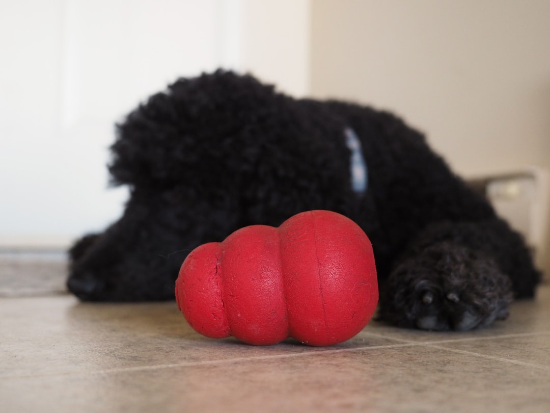 How to Calculate Your True Cost When Importing Pet Products How to Calculate Your True Cost When Importing Pet Products