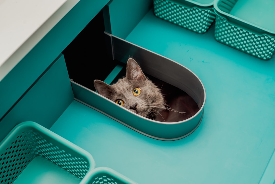 How to Market Automatic Cat Litter Boxes to Millennial Pet Owners