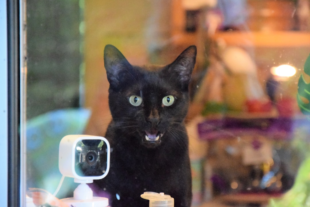 Pet Cameras and Monitors: Market Trends for Retailers