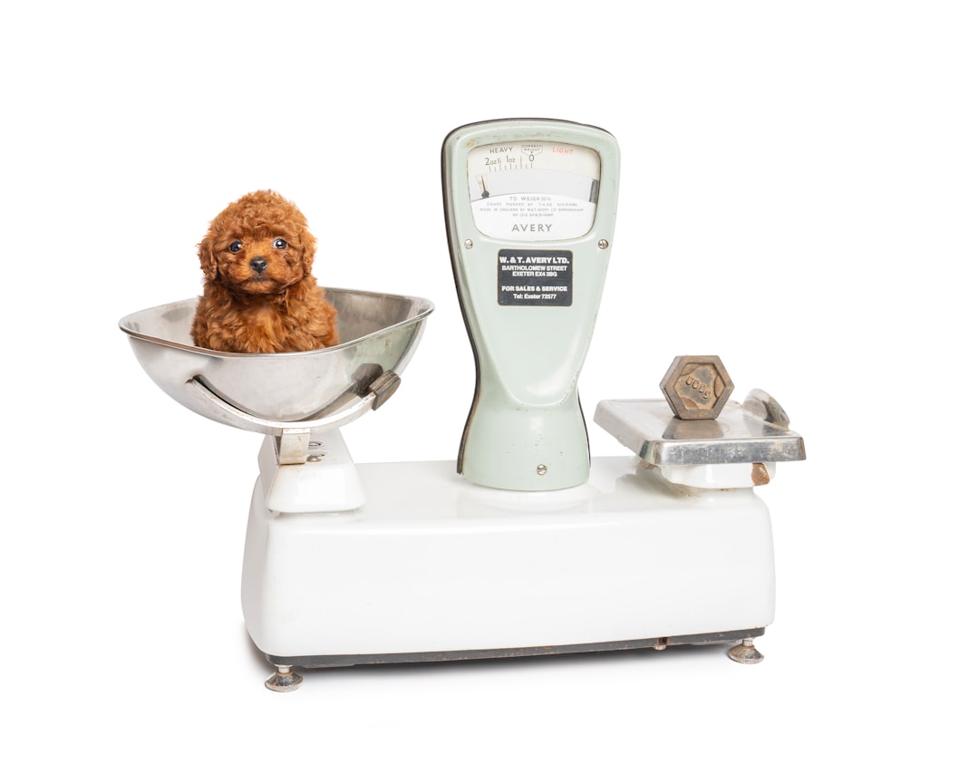 Portion Control Technology in Smart Pet Feeders