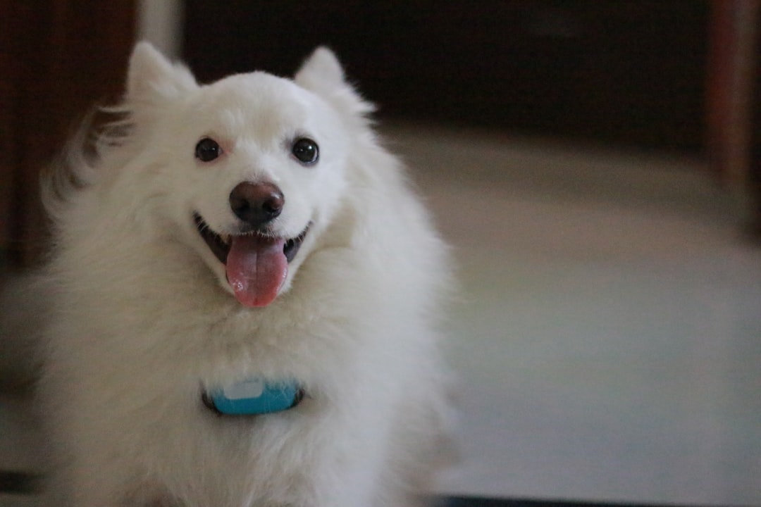 Smart Bark Collars: Humane Training Tech That Is Selling Fast