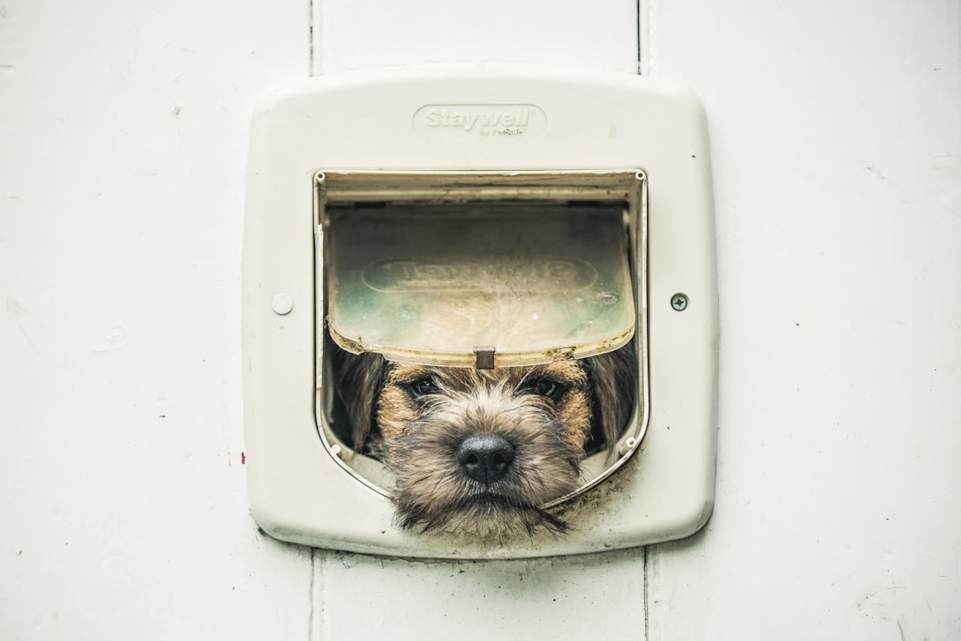 Smart Pet Doors: Microchip, App-Controlled and RFID