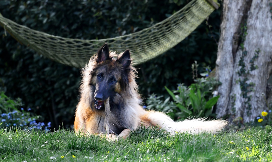 AI in Pet Products: What Is Real and What Is Hype