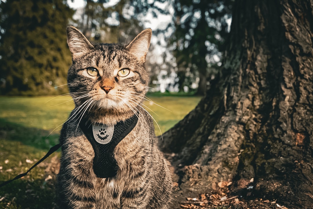 Wearable Pet Health Tech: The Next Frontier
