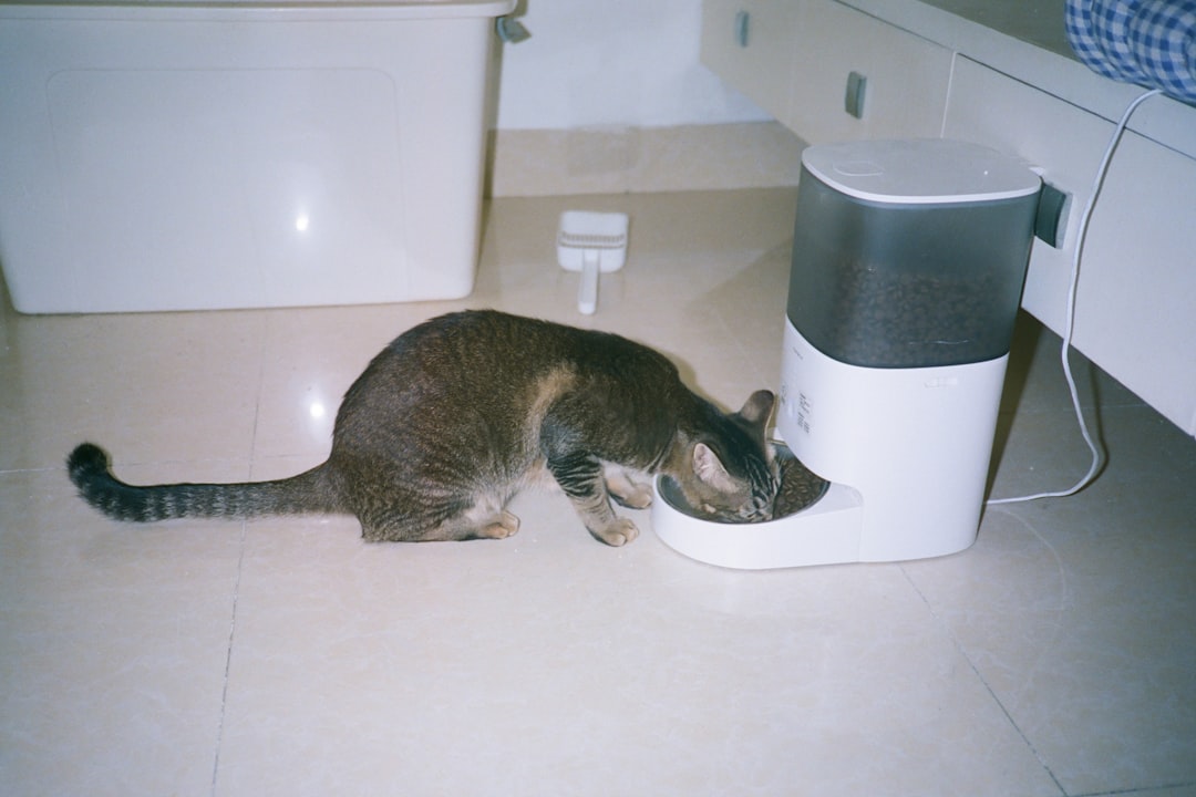 WiFi-Connected Pet Feeders: Features That Sell in 2026