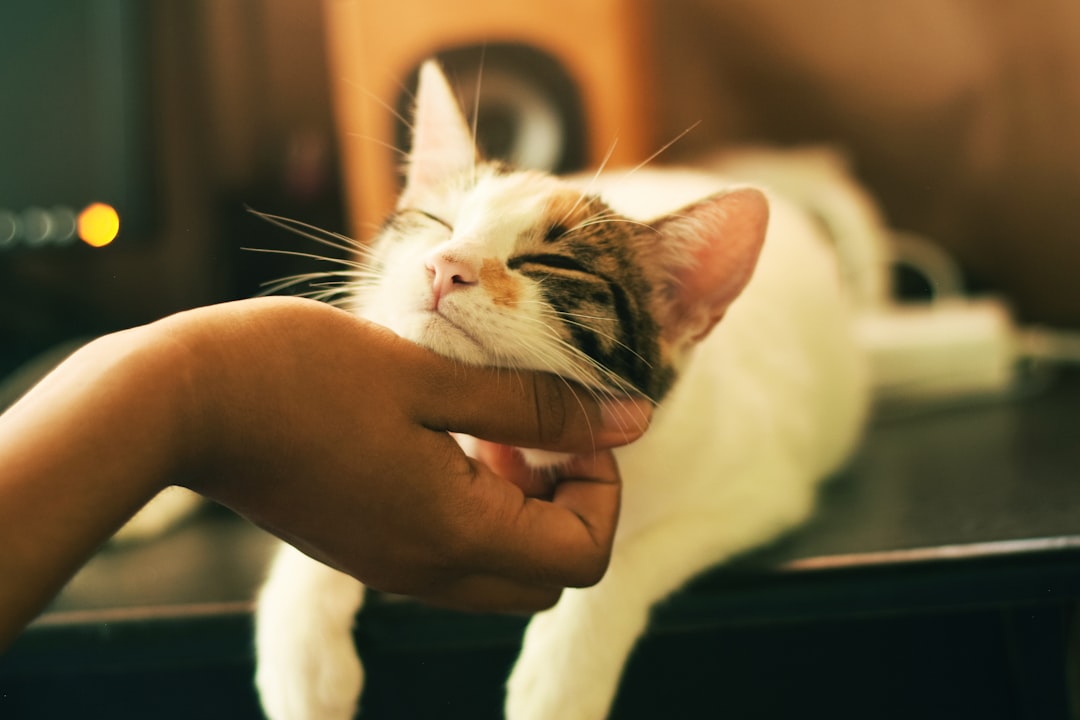 Best Smart Pet Products for Small Apartments