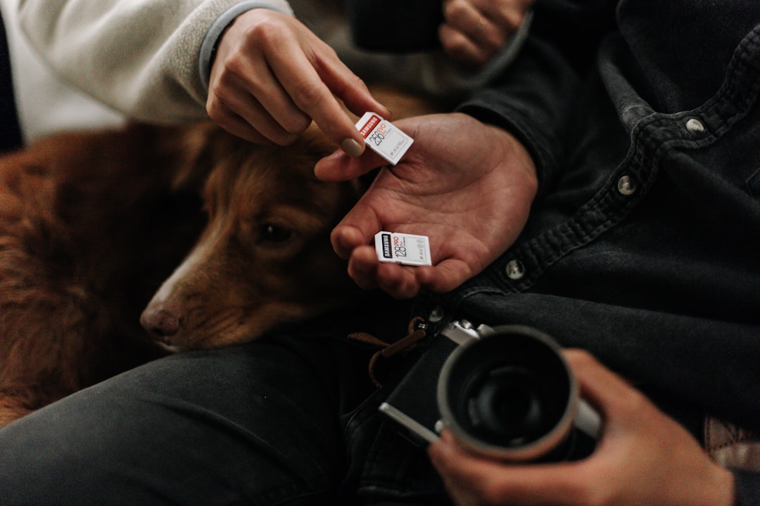 CE Marking for Pet Products: Requirements for the EU Market CE Marking for Pet Products: Requirements for the EU Market