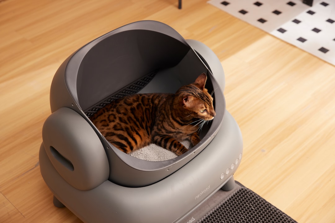 How to Clean and Maintain an Automatic Cat Litter Box