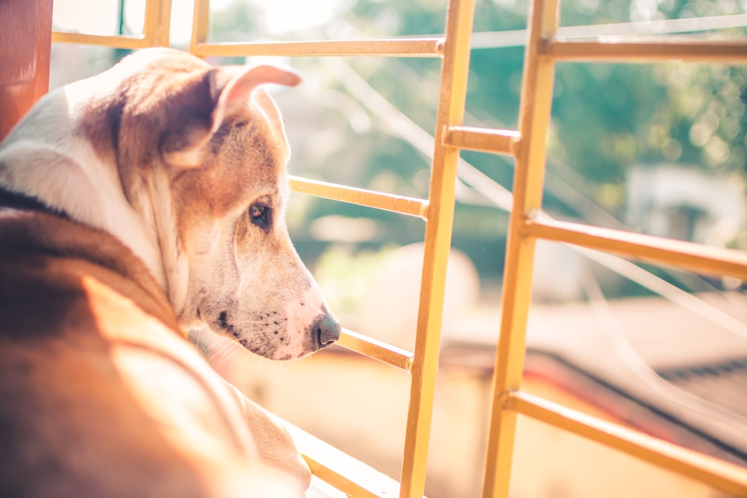 Pet Adoption Trends Post-Pandemic and Their Impact on Product Demand Pet Adoption Trends Post-Pandemic and Their Impact on Product Demand