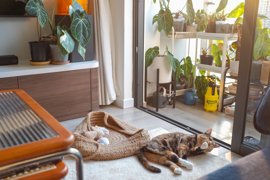 Pet Air Purifier vs Regular Air Purifier: What Is Different?