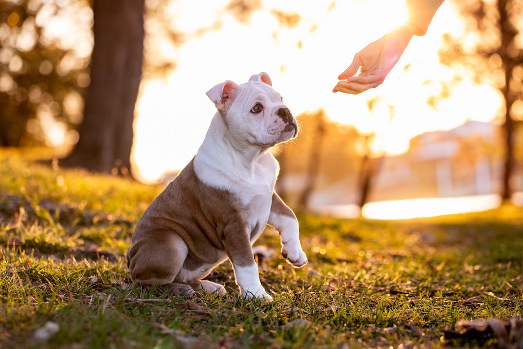 REACH Compliance for Pet Products Sold in Europe REACH Compliance for Pet Products Sold in Europe