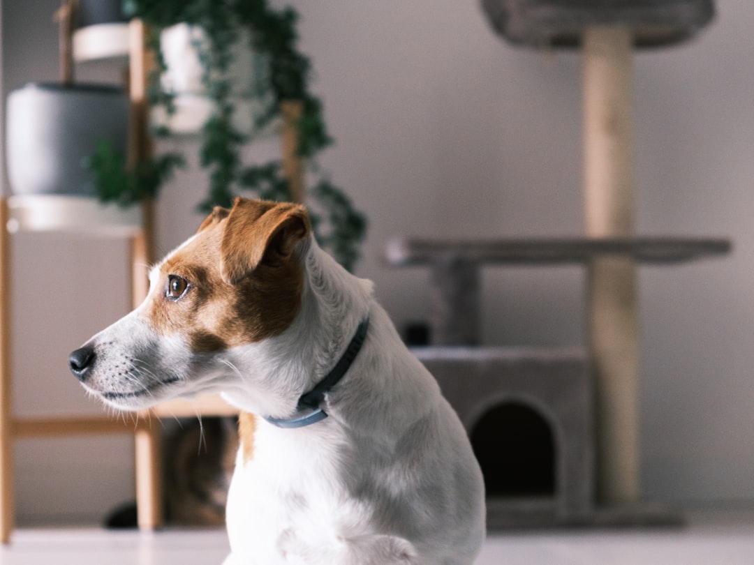 50 Most Asked Questions About Smart Pet Products: The Mega FAQ