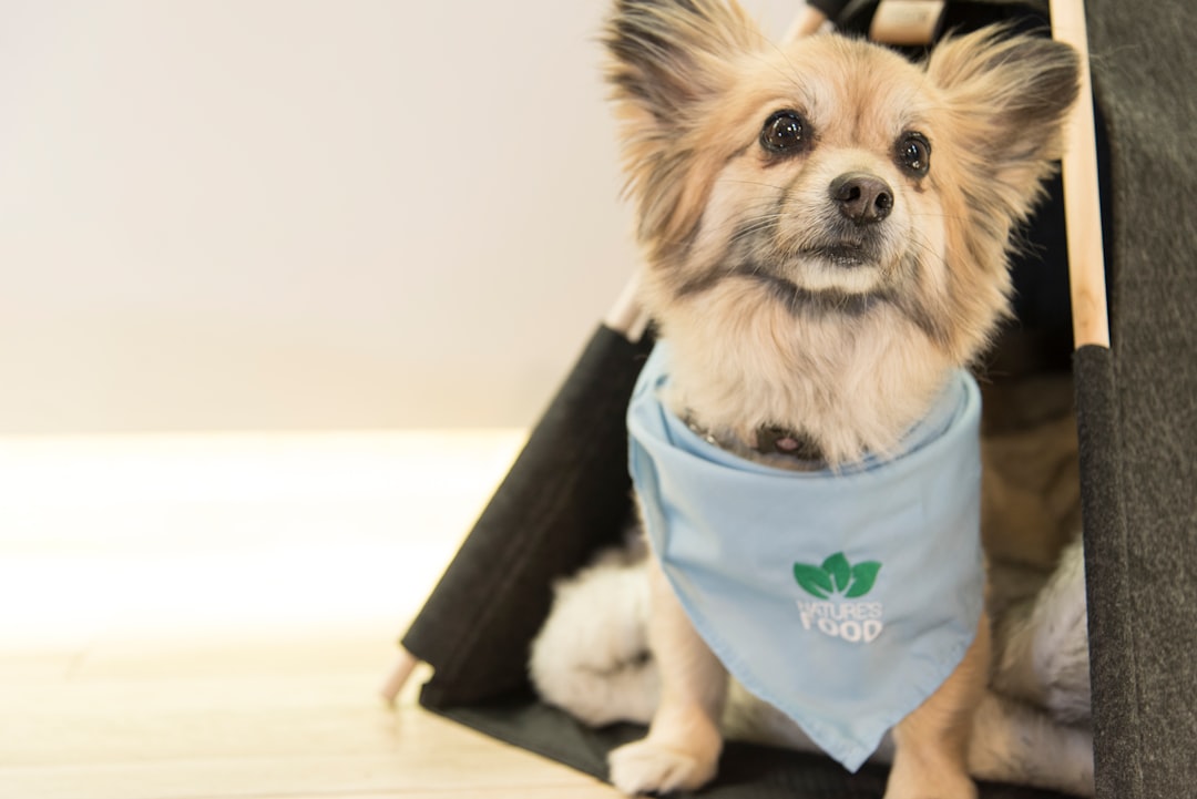 Sustainable and Eco-Friendly Pet Products: A Growing Demand Sustainable and Eco-Friendly Pet Products: A Growing Demand