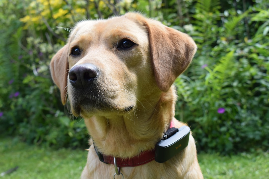 How to Train Your Dog with a Smart Bark Collar
