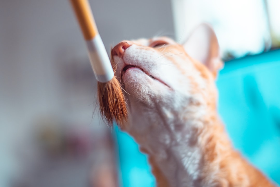 How to Transition Your Cat to a Self-Cleaning Litter Box How to Transition Your Cat to a Self-Cleaning Litter Box