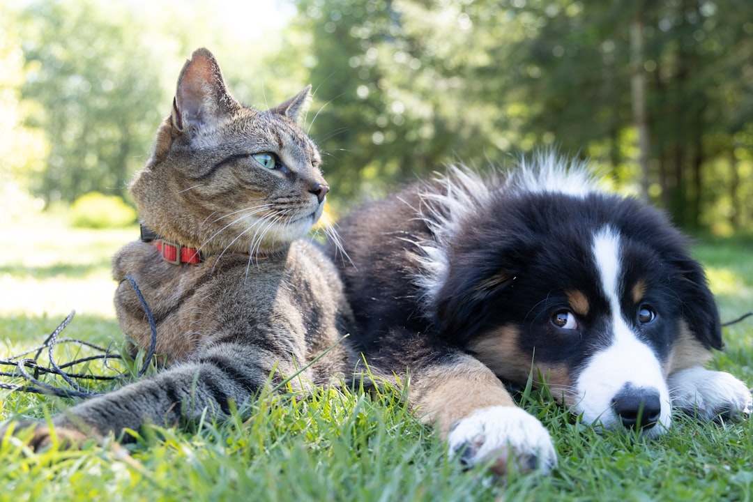 UL Certification for Pet Electronics: Is It Worth It? UL Certification for Pet Electronics: Is It Worth It?